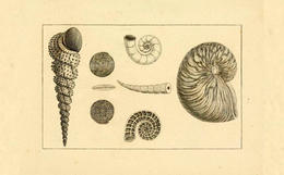 Élément de Sander Rang, Atlas des mollusques composé de 51 planches représentant la plupart des mollusques nus et des coquilles décrits dans le Manuel d'histoire naturelle, Paris, Ed. Roret, 1843. Pl. 2. 